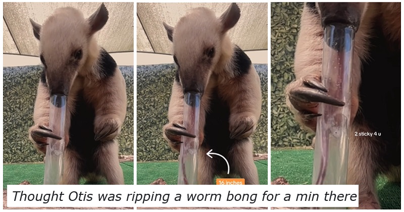 🔥If you ever see an anteater t-pose, you are mere seconds away from  getting mauled : r/NatureIsFuckingLit