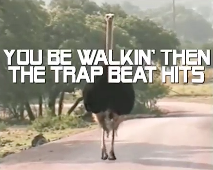 Ostrich Drops The Beat The Poke   RfjzlV9b 