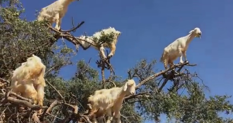 Remarkable footage of the incredibly rare ‘goat tree’ - The Poke