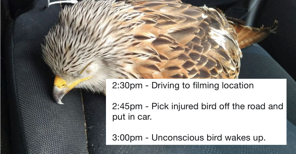 Man Rescues Bird And 15 Minutes Later Wishes He Hadn't - The Poke