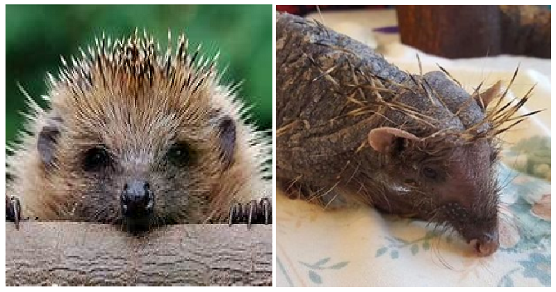 The Cure For Baldness Is A Soothing Massage - If You're A Hedgehog 