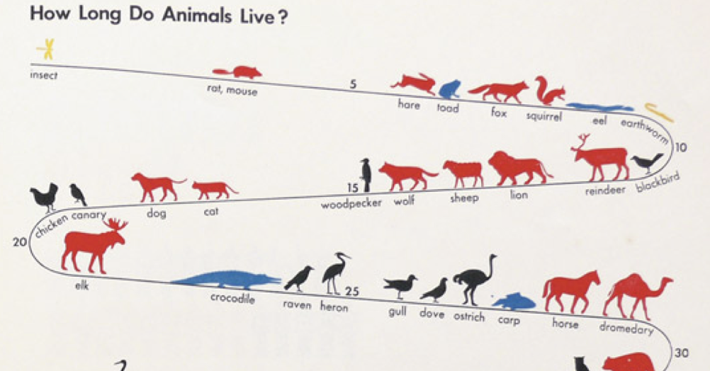 Average Animal Lifespan Chart The Poke