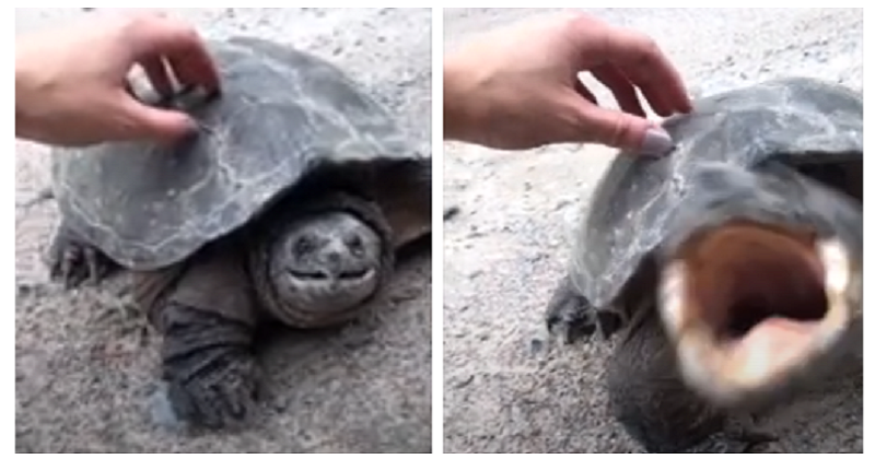 There's a reason why you shouldn't try to pet a snapping turtle - The Poke