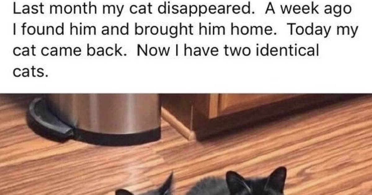 The brilliant story of this lost and found (and found) cat just went ...