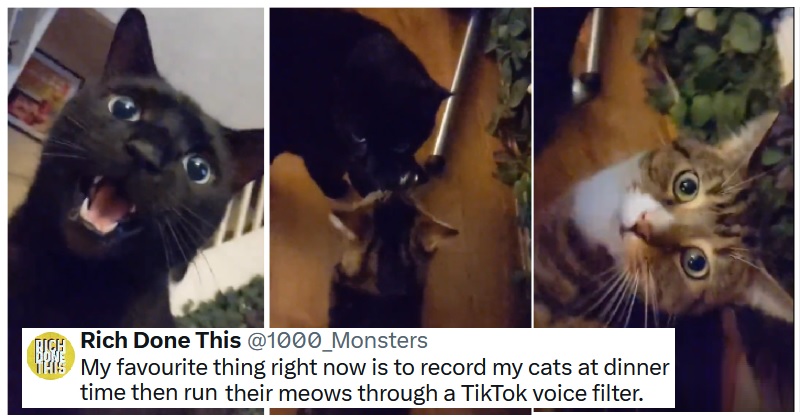 This video of two cats meowing through a TikTok voice filter is 17 ...