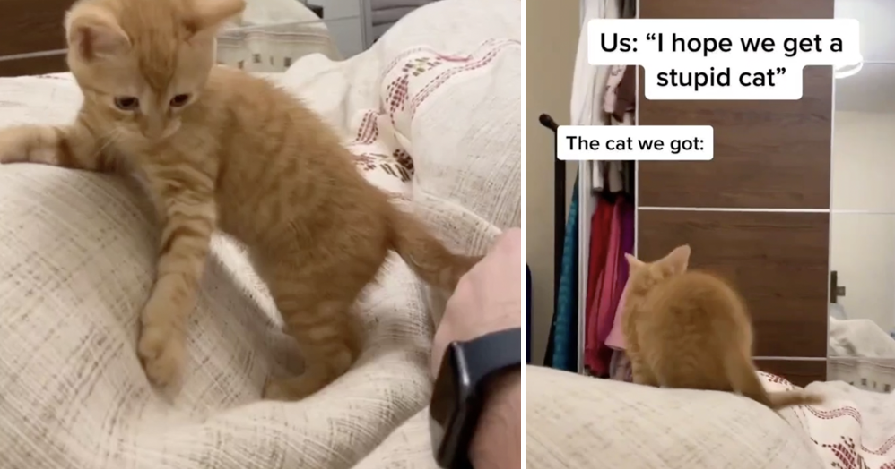 This cute kitten's hilariously miscalculated jump is an 'Animals Being ...